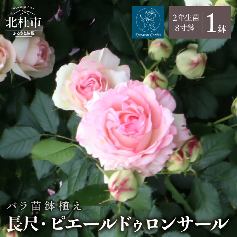 【ふるさと納税】 バラ 苗 鉢植え 1鉢 ピエールドゥロンサール ノイバラ台木 つる性 長尺 弱い返り咲 微香 8寸鉢 2年生苗 ガーデニング 初心者 一番人気 母の日 父の日 誕生日 新築祝い 記念樹 育て方ガイド同梱 コマツガーデン 送料無料