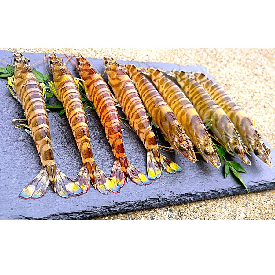 旨甘　活車海老2kg