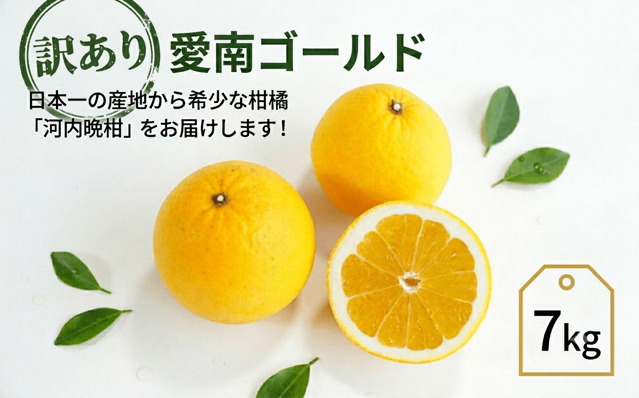 
                  訳あり 愛南ゴールド 7kg 7000円 （発送期間：6月上旬～無くなり次第終了） みかん かわちばんかん 河内晩柑 あいなん ゴールド 美生柑 文旦 グレープフルーツ 和製 家庭用 先行 事前 予約 受付 産地直送 国産 農家直送 糖度 果樹園 期間限定 数量限定 特産品 ゼリー ジュース 人気 限定 さわやか 甘い フルーツ 果物 柑橘 蜜柑 規格外 愛媛県 愛南町 吉田さんちの愛南ゴールド
                