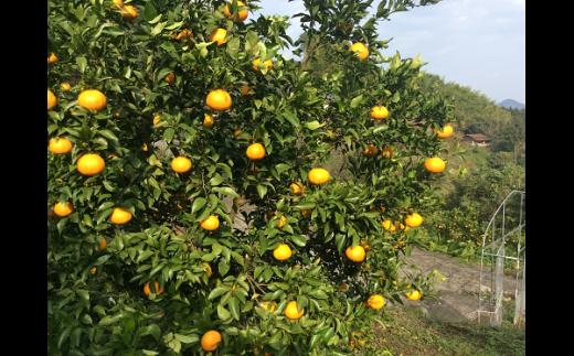 はるみ(写真はイメージです)