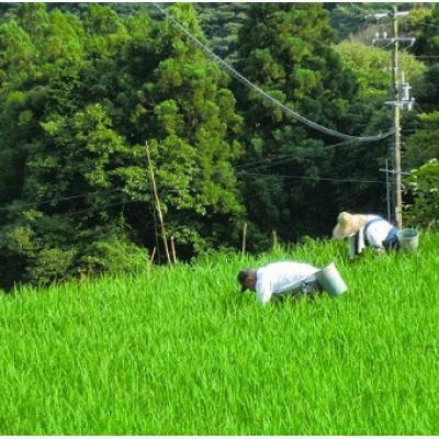 ふるさと納税 北川村 北川村の米〈維新の風〉[5kg×5袋] |  | 03