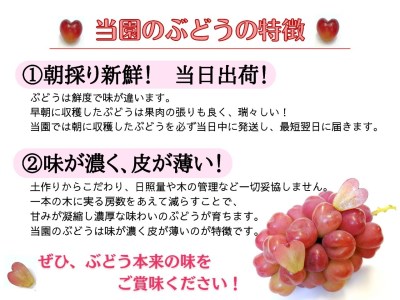 【2616-0296】[産地直送] フルーツ王国岡山 朝採り新鮮！人気ぶどう 瀬戸ジャイアンツ1.2kg (2～3房)
