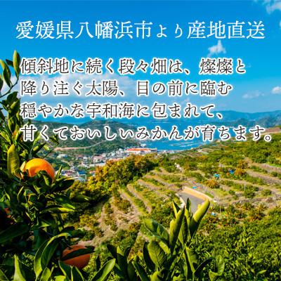 ふるさと納税 八幡浜市 【発送月固定定期便】愛媛の人気品種!かんきつ定期便 11月〜2月(訳あり)全4回【H25-155】 |  | 03