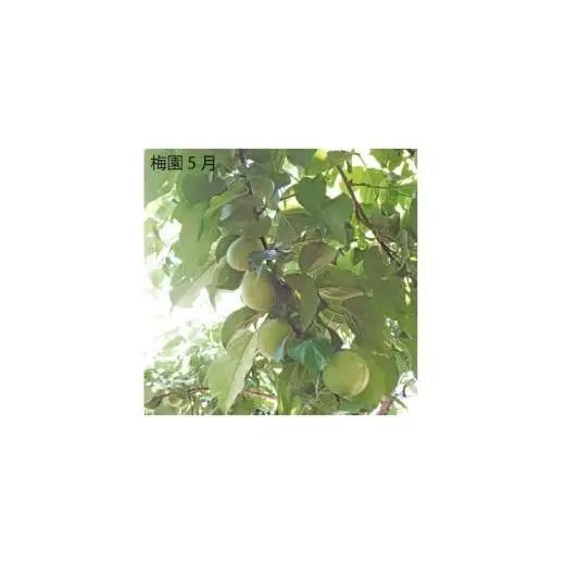 M068　紀州完熟南高梅　白龍梅