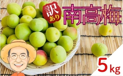 【訳あり】南高梅 青梅 約5kg (＋保証100g) サイズ不揃い カキエモン農園 【2026年6月上旬～6月中旬頃順次発送】 和歌山産 梅干し 梅酒 梅シロップ 果実 うめ 梅 ウメ カキエモン 農園 送料無料 なんこううめ なんこうばい なんこう梅 加工用 家庭用 紀州【BX-kkem013】