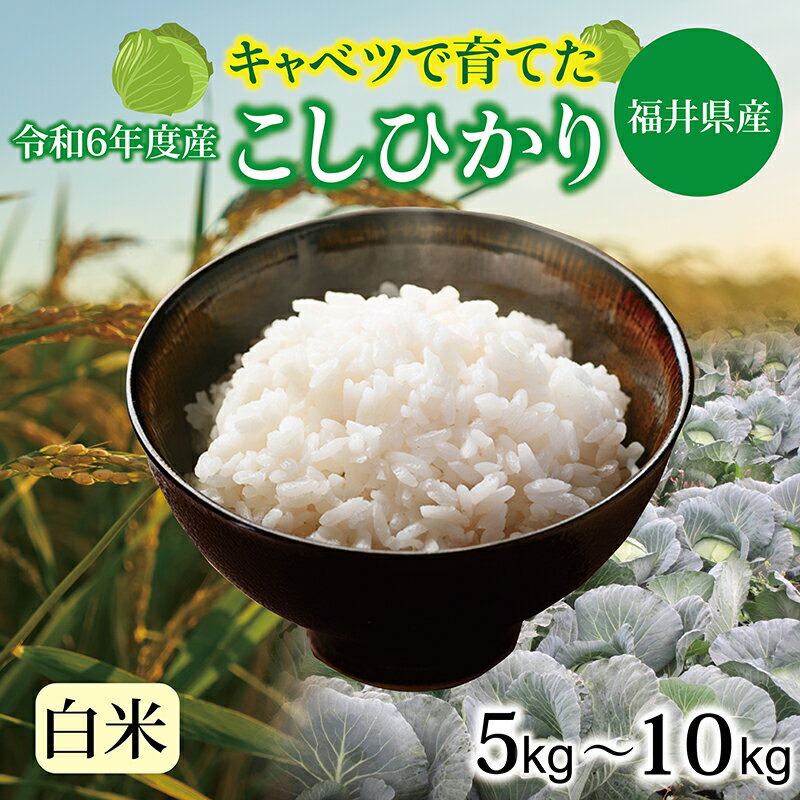 【ふるさと納税】令和6年 福井県産 減農薬米 キャベコシヒカリ 5kg・10kg　/ 送料無料 福井県 越前市 米 コシヒカリ 減農薬 キャベツ肥料　こしひかり（18209）