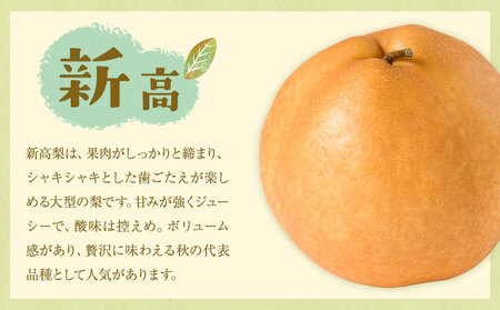 【先行予約】旬の梨 品種おまかせ 約10kg 日本フルーツ株式会社《2026年8月上旬-10月上旬頃出荷》熊本県 菊池市 梨 なし 豊水 秋月 新高 和梨 熊本県産