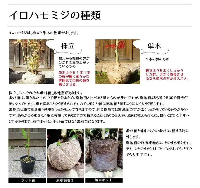 イロハモミジ（伊呂波紅葉）苗木 株立 樹高1.2m前後 2本セット ポット苗 シンボルツリー 落葉樹 植木 庭木【価格改定】