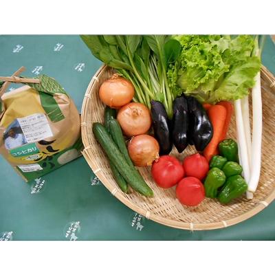 ふるさと納税 芝山町 旬野菜の詰め合わせ　「大地の恵みセット」5〜6種+コシヒカリ2kg【令和7年産】