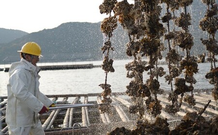 ★北海道・沖縄配送不可★【一粒殻付き牡蠣】Mサイズ40個《加熱用》