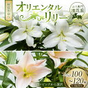 【ふるさと納税】ユリ専門＜深花園＞観賞用ゆり オリエンタルリリー 5～6輪 20本 F23R-530