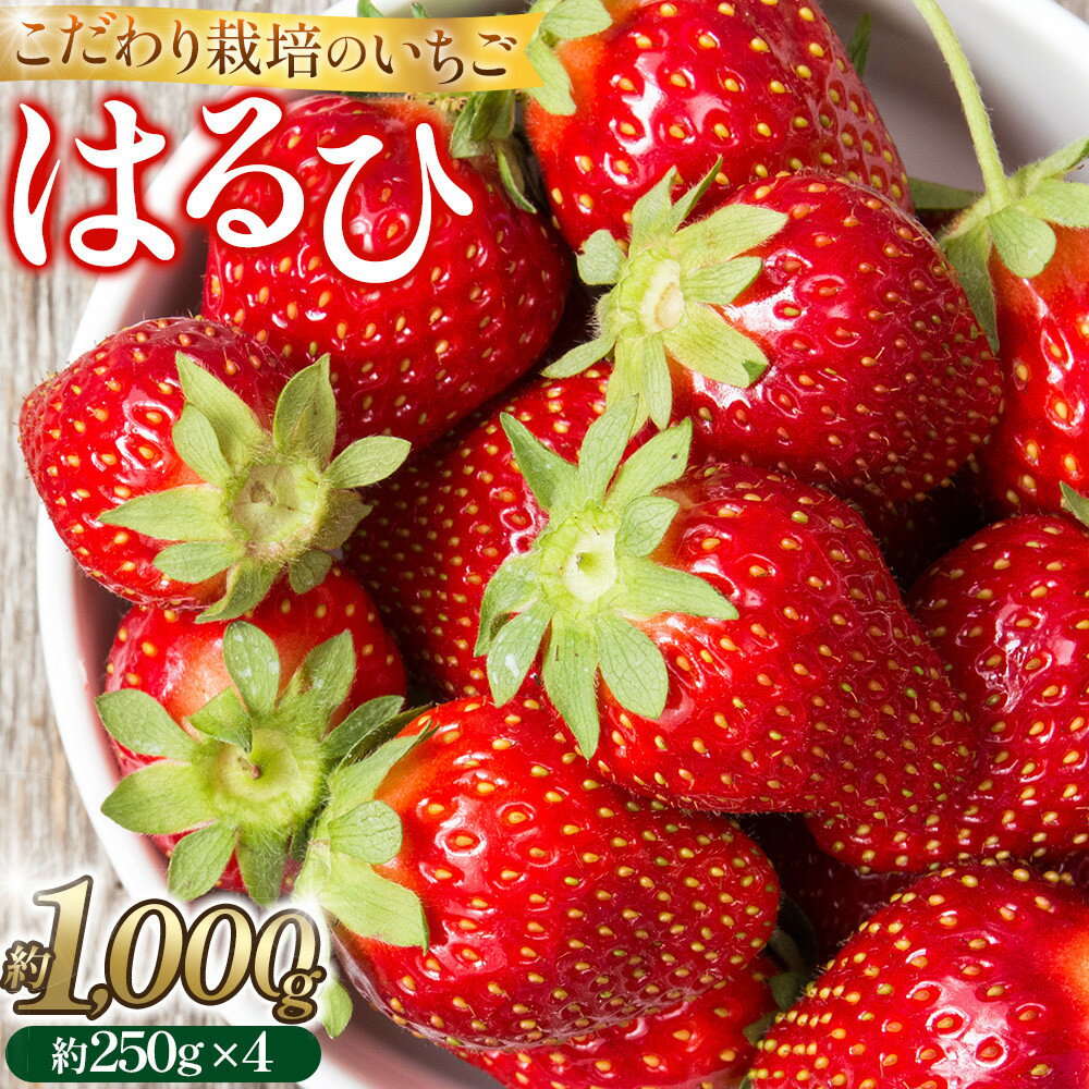 【ふるさと納税】こだわり栽培 いちご はるひ約1kg（約250g×4パック）【2026年1月下旬～2026年4月末までお届け】