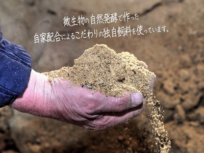 豚肉 しゃぶしゃぶ もも肉 長谷川の自然熟成豚 豚肉【2kg 500g×4】