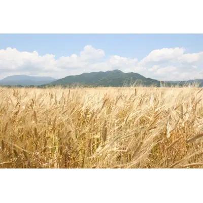 〈天盃〉麦焼酎いにしえ10年 720ml×1本 化粧箱入り【福岡県 筑前町 福岡 九州 返礼品 天盃 麦焼酎 アルコール 焼酎 お酒 酒 麦 送料無料 AA002】