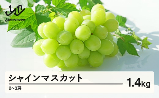 
                  【先行予約】シャインマスカット ぶどう 約1.4kg 2〜3房 令和8年産 2026年産 果物 ※沖縄・離島への配送不可  mm-busmx3
                