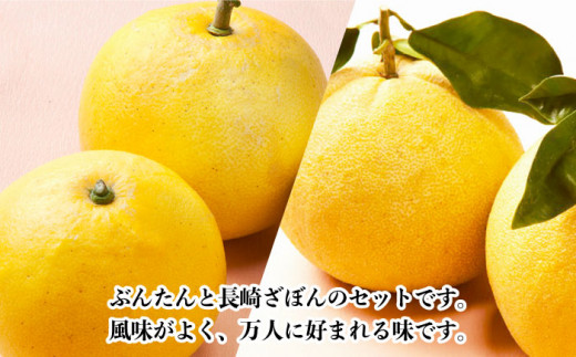【数量限定】長崎ざぼん&ぶんたん セット 約8kg 【長崎ぶんたんの会 】 [OAF008]　ミカン 柑橘 果物  フルーツ