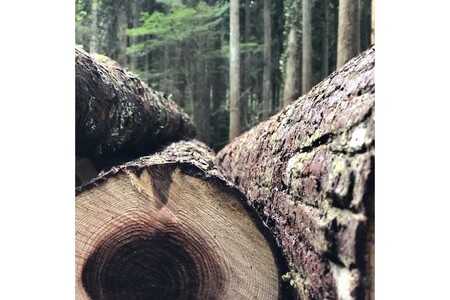 【Higo Beat】 小国杉 レコードボックス（12インチ用）