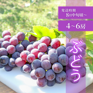 【先行予約】 フルーツ定期便 3回 ぶどう あまおう 梨  FRTT