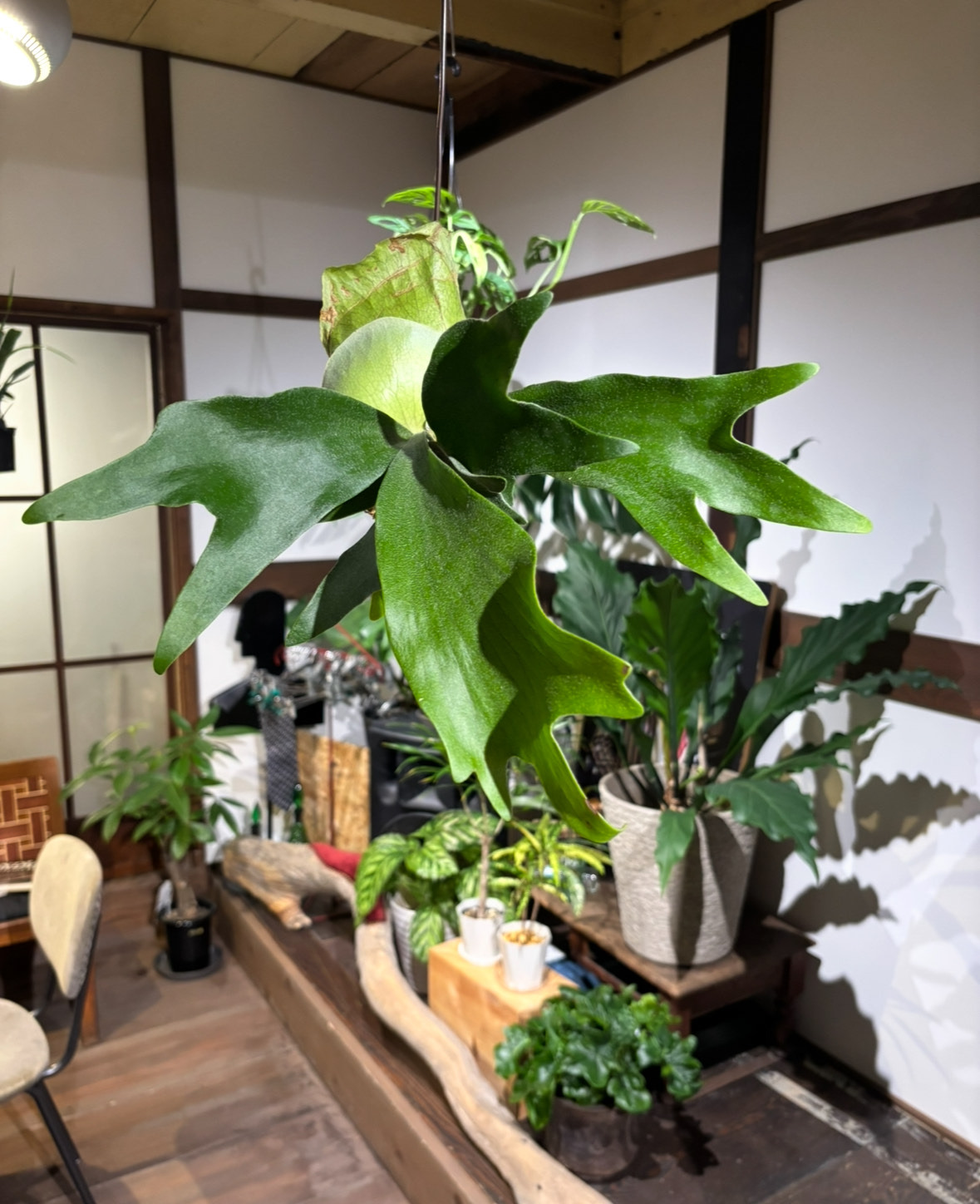 ビカクシダ苔玉 Ichirensoo 滋賀県 東近江市 B29 観葉植物 コウモリラン おしゃれ インテリア グリーン ギフト プレゼント 室内 小型 育てやすい 初心者 ハンギング