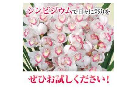 ＜ 先行予約 ＞洋蘭 シンビジウム 4本 《2025年12月上旬‐2026年3月上旬頃出荷》株式会社 河野メリクロン あんみつ館 蘭 ラン 洋ラン シンビジューム 世界一 花 鉢 記念日 送料無料 徳