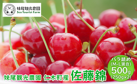 [先行受付] 北海道 仁木町産 さくらんぼ 「佐藤錦」 バラ詰め M-L混合 500g (250g×2パック)　国産 旬のフルーツ 旬の果物 デザートサクランボ チェリー フルーツ 果物 果物類 仁木 [フルーツショップ妹尾観光農園] 
