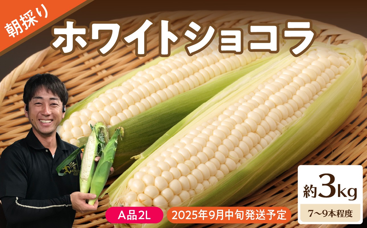 
            《先行受付》朝採りホワイトショコラ約3kg・A品2L・7～9本程度 【2025年9月中旬～発送予定】【山形とうもろこし・大江町産・明石農園】【027-005】
          