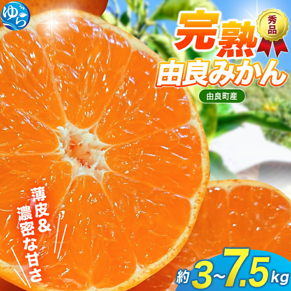 【ふるさと納税】★レビューキャンペーン中★ 薄皮で濃い甘さ！完熟由良みかん【秀】3kg 5kg 7.5kg ※2025年11月下旬頃から順次発送予定(お届け日指定不可) / 柑橘 ミカン 蜜柑 甘い 由良町 フルーツ 果物 くだもの 食品 人気 おすすめ 産地直送 由良町