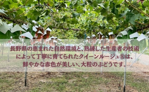 上質な甘みと心地よい酸味、種なしで楽しむ贅沢な味わい