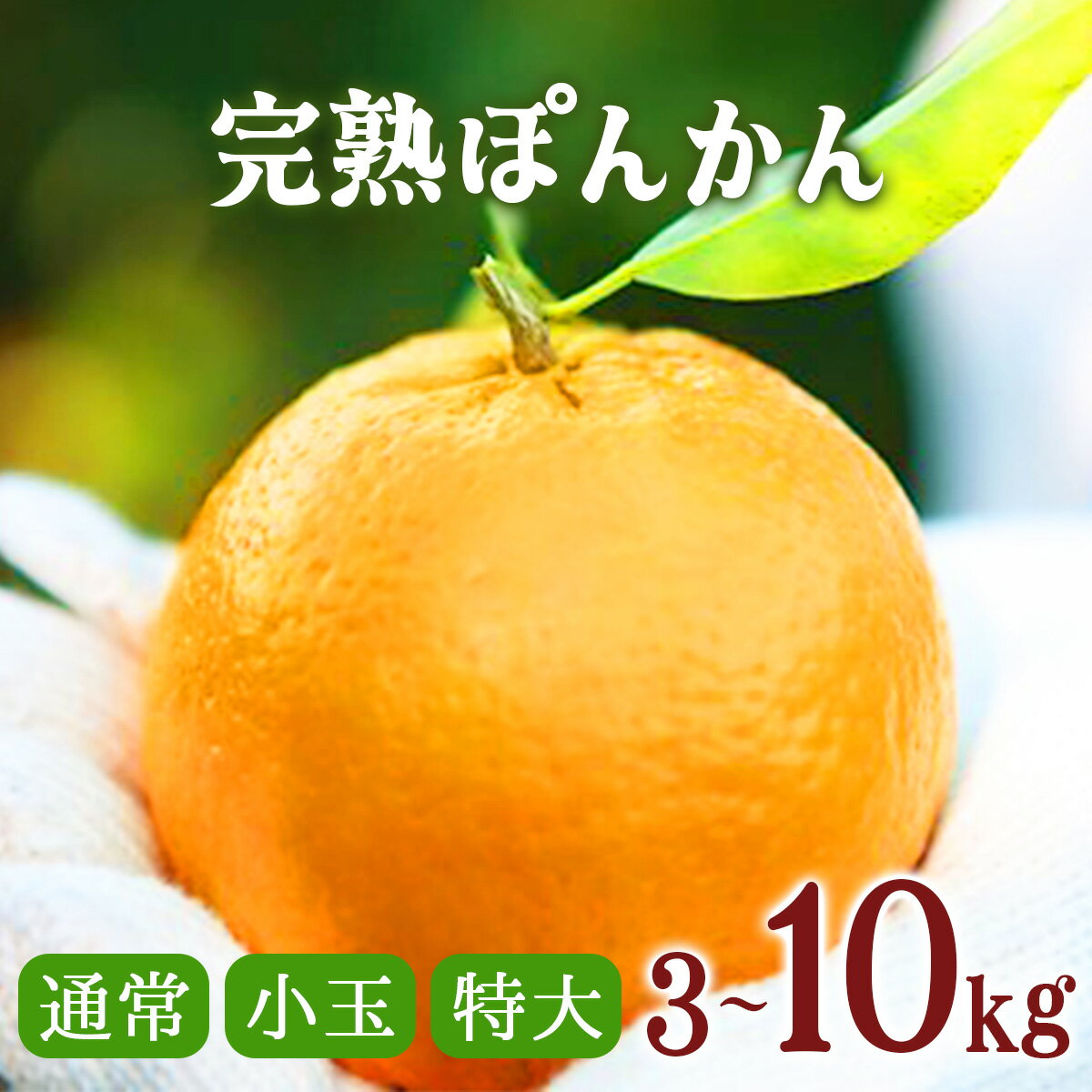 【ふるさと納税】＜選べるサイズ・容量＞ 完熟ぽんかん 3kg〜10kg 国産 東洋町産 甘い コク ジューシー 蜜柑 ミカン 小玉 完熟 果肉 高知県 東洋町 四国 お取り寄せ フルーツ 果物 家庭用 自宅用 贈り物 送料無料 産地直送
