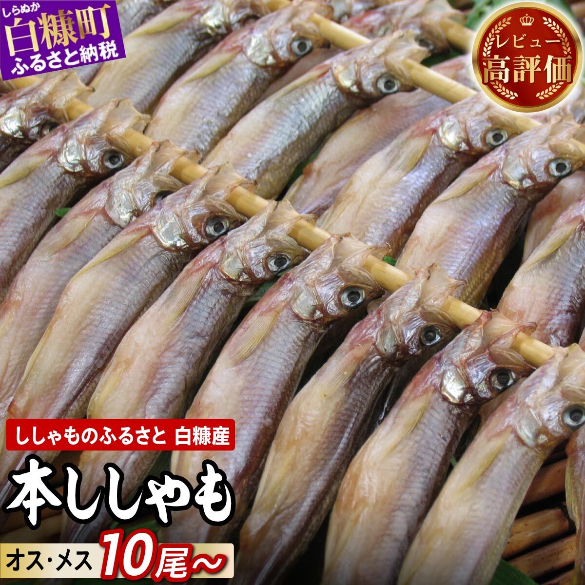 しらぬか産 本ししゃも 【数量限定】【計10尾～60尾】 メスはプチプチ オスは濃厚 とっても美味しい! ふるさと納税 ししゃも 北海道産 国産 魚 魚介 グルメ 食べ物 人気 ランキング 北海道 白糠町