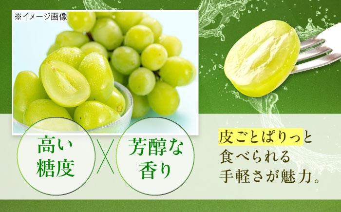 【先行予約】シャインマスカット 約2kg1箱（4房〜6房）＜2026年8月中旬から発送＞/ シャインマスカット マスカット ますかっと ぶどう ブドウ 葡萄 愛媛県 愛媛 内子町 フルーツ 果物 送料