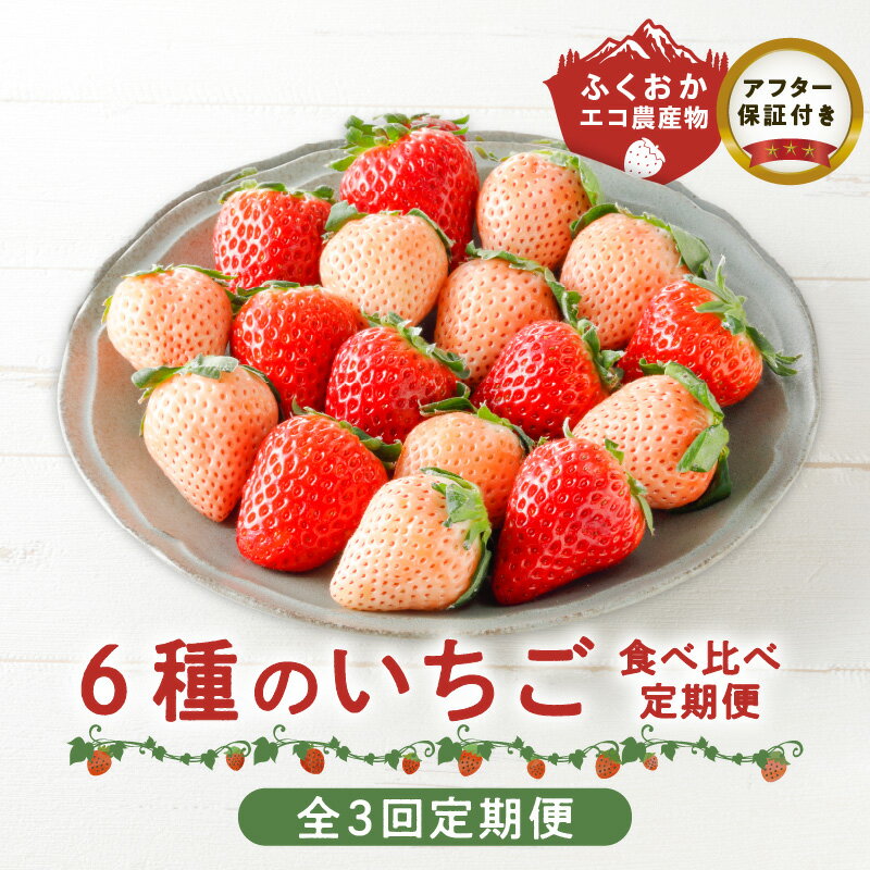 【ふるさと納税】定期便 3回 特別栽培 6種 いちご 食べ比べ セット ふくおかエコ農産物 旬のいちご 新鮮 久留米市産 白いちご 淡雪 天使のいちご あまおう かおりの 紅ほっぺ すず 果物 おやつ デザート お取り寄せ フルーツ 福岡県 久留米市 送料無料