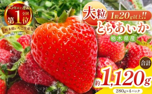 大粒とちあいか280g×4パック朝摘み新鮮｜いちご イチゴ 苺 フルーツ 果物 産地直送 とちあいか 矢板市産 栃木県産 関農園