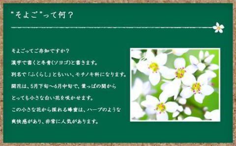 【全3回】 定期便 かの蜂 国産 そよご蜂蜜 合計3kg（とんがり容器1kgを毎月1本お届け）