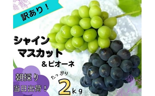 【訳あり】岡山県産ぶどう詰合せ２ｋｇ（シャインマスカット＋ピオーネ） 【2025年先行予約】 / 岡山 真庭 食べ比べ ピオーネ シャインマスカット 葡萄 ぶどう ブドウ 果物 フルーツ 新鮮 濃厚 人気 数量限定 お買い得 家庭用 お試し ぶどう専門 林ファミリー (2025年8月下旬～発送予定)