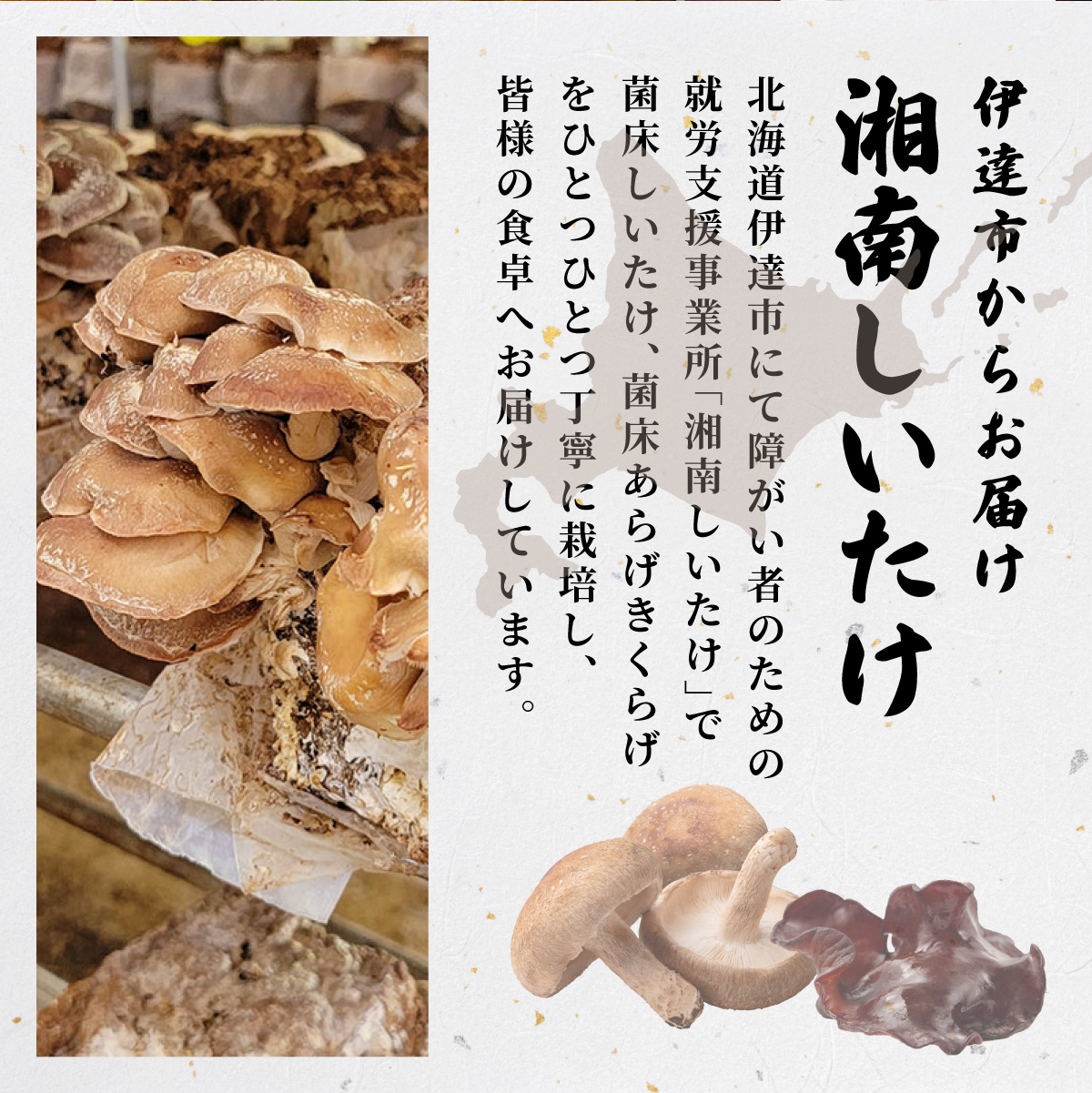 湘南しいたけ 乾燥 しいたけ 乾燥 きくらげ 乾物 しいたけ シイタケ 椎茸 キクラゲ 木耳 乾燥 出汁 旨味 保存食 国産 スーパーフード サラダ スープ アレンジ料理 ヘルシー 北海道 伊達市【農