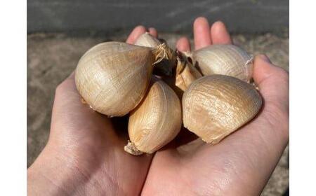 スイカ農家のフル～ティ黒にんにく 元気のたねこミックス◇｜自然食品 無添加 健康 疲労回復　鳥取県産 免疫力「鳥取県特別栽培農産物」認証の自社生産ホワイト六片とジャンボにんにくを使用 ※着日指定不可 