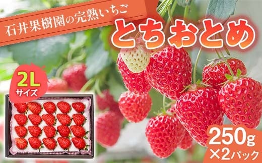 石井果樹園の完熟いちご とちおとめ 2Lサイズ 500g（250g×2パック） イチゴ 苺 福島県 鏡石町 F6Q-392