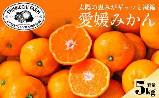 【先行受付】＜小玉サイズ限定＞五代目が厳選した愛媛みかん 5kg＜愛媛県川上産＞＜A70-92＞みかん ミカン 柑橘 柑橘類 フルーツ 果物 くだもの 人気 美味しい 愛媛県 八幡浜 ふるさと【1671184】 YWTK091