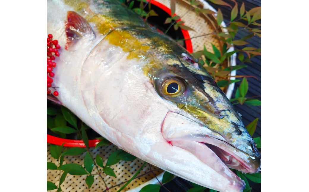 
            長崎近海 活き〆天然寒ぶり8kg台 (8.2kg〜8.8kg) 丸ごと1本！！ ／ 魚 海産物 魚介 鮮魚 海鮮 ブリ ぶり 鰤 天然 ブリしゃぶ 刺身 大将農園 長崎県 長崎市
          