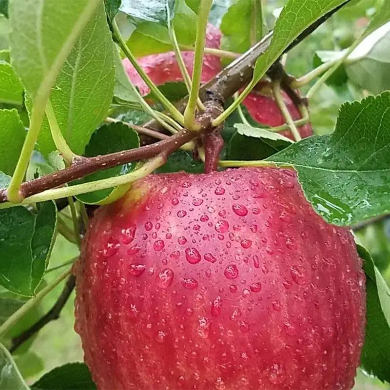 ≪先行予約≫ 【訳あり】 葉とらずサンふじ 蜜なし 大玉 約3kg（6～8玉） 【アップルアーク】 青森りんご 林檎 リンゴ ご家庭用 葉取らずりんご 発祥の地 果物 くだもの フルーツ おすすめ 青