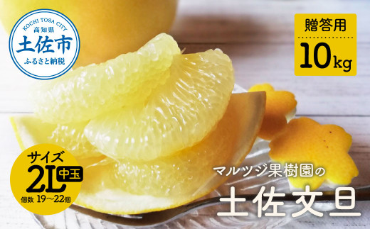 【先行予約】マルツジ果樹園の土佐文旦 贈答用 中玉（2Lサイズ）約10kg（19～22個入り） 文旦 ぶんたん 土佐 柑橘 高知県産 フルーツ お取り寄せ 贈答用 先行予約 高知県 土佐市【マルツジ果樹園】[BQAN014]