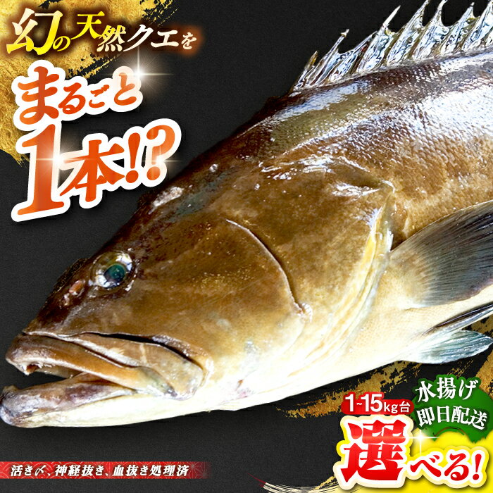 【ふるさと納税】天然クエ（選べる！1～15キロ台・丸もの） 《壱岐市》【壱岐島　玄海屋】[JBS049] クエ 魚 刺身 しゃぶしゃぶ のし プレゼント ギフト 冷蔵配送