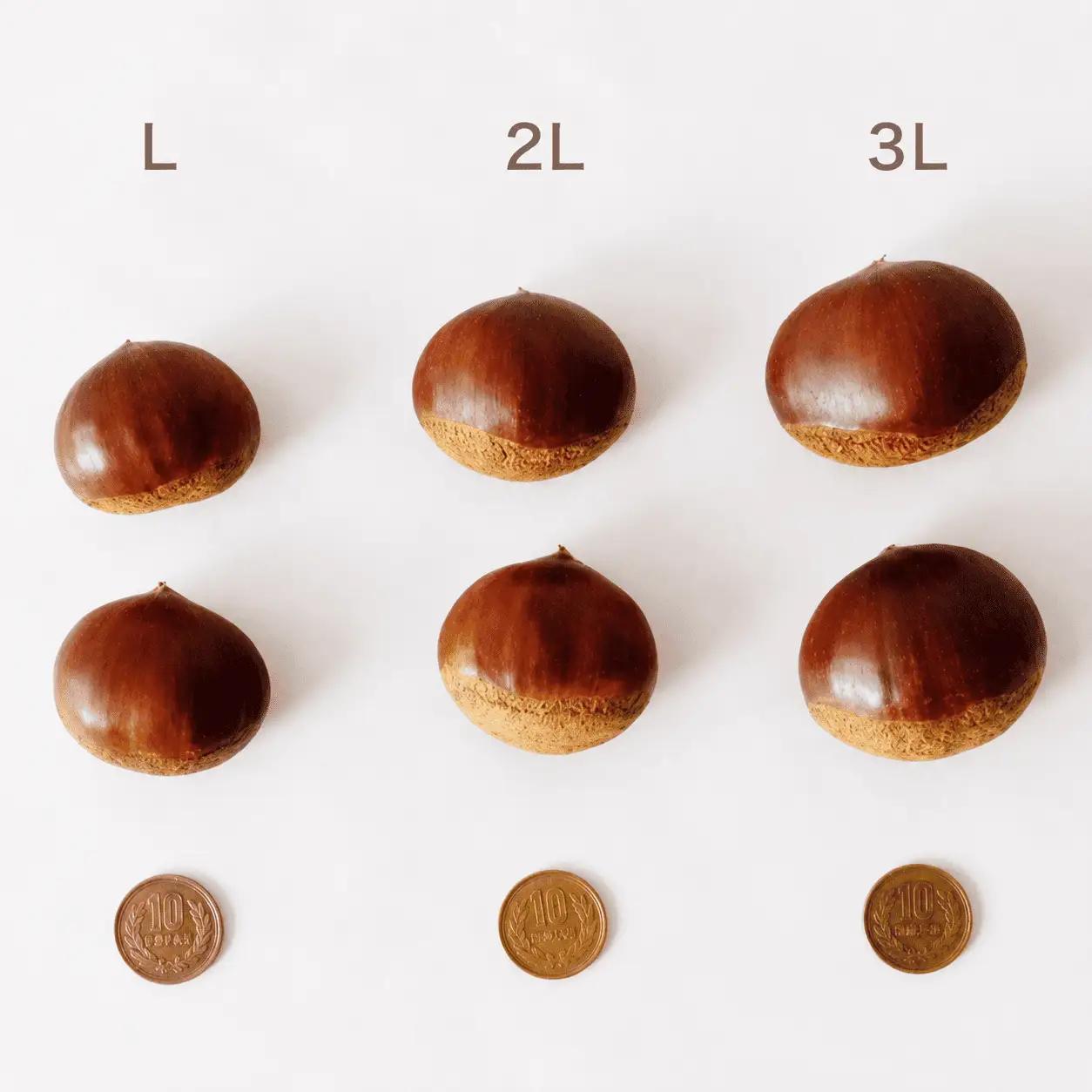 【 吉原農場 の 完熟栗 】 熟成 生栗 1kg Lサイズ ・ 生むき栗 3袋 セット