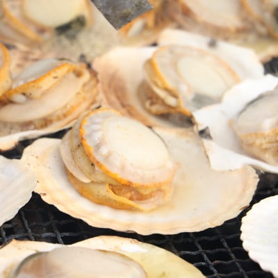 【数量限定～12/31まで受付!】岩手 野田村 荒海ホタテ 1kg(8～10枚入り)殻付き ヘラ付き【配送不可地域：離島・北海道・沖縄県・関東・信越、北陸・東海・近畿・中国・四国・九州】