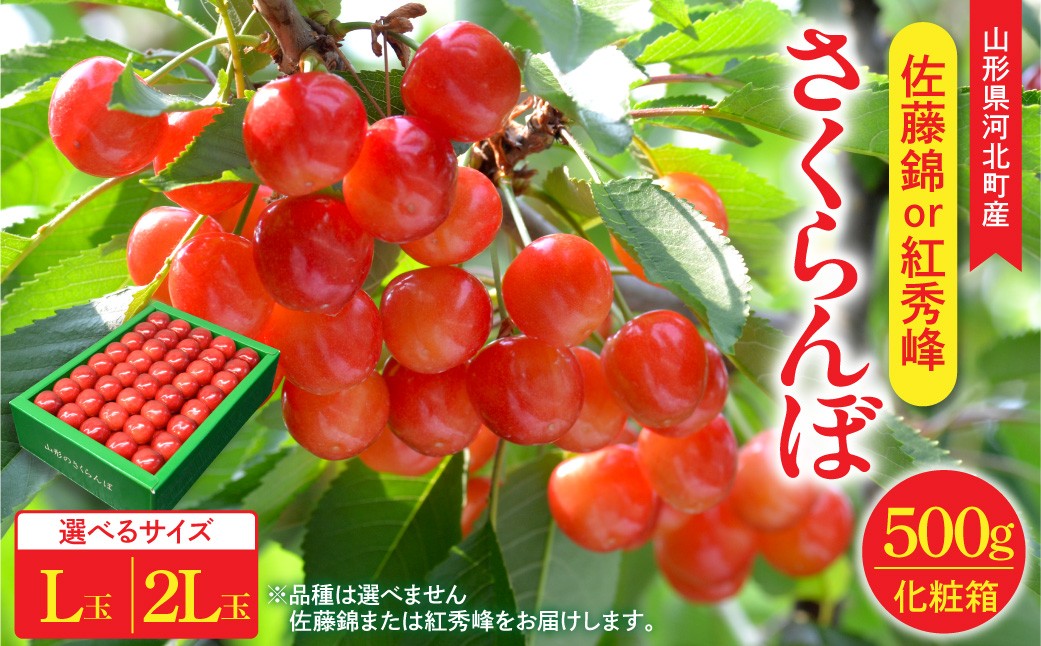 
                  選べる内容量!【令和9年産】さくらんぼ 佐藤錦 or 紅秀峰 500g L玉・2L玉以上 特秀品 山形県産【山形eLab】 (品種お任せ おまかせ かほく サクランボ チェリー 先行予約 先行受付 2027年 フルーツ 果物 旬の果物 産地直送 お取り寄せ くだもの 高級 ギフト プレゼント 贈り物 内祝い お中元 贈答 贈答用 国産 予約 東北)
                