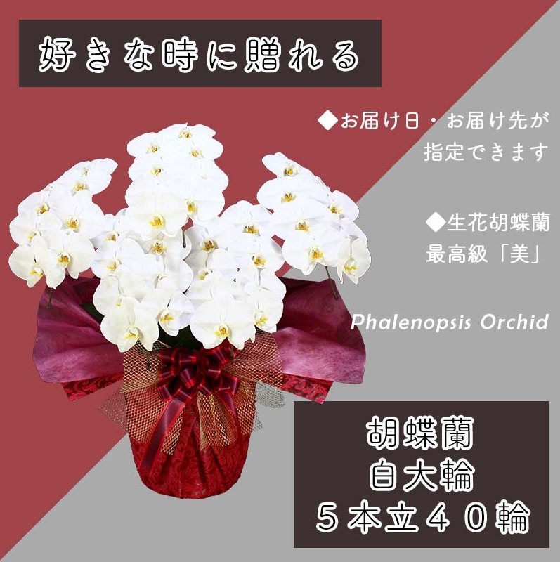 5本立て 胡蝶蘭 40輪～50輪 白色【木製大型木札 または メッセージカード 付き ラッピング お祝い ギフト 贈答 贈り物 プレゼント 生花 花 農福連携】 099H384