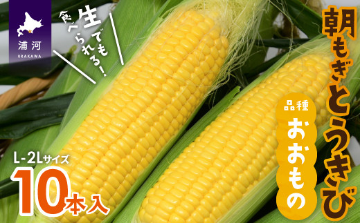 【先行予約受付中！】北海道浦河産 朝もぎとうもろこし「おおもの」10本入[24-1393]