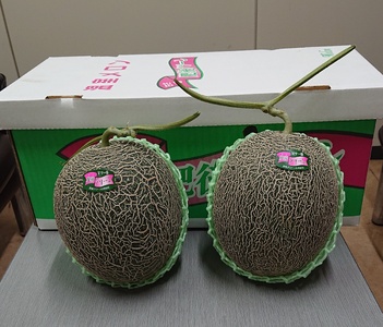 メロン 肥後グリーン 2玉【2026年5月中旬〜7月下旬頃順次発送予定】