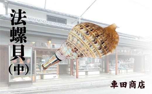 
法螺貝（中）《車田商店》
